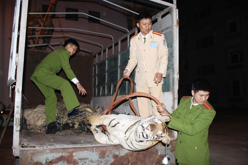 Chiều 22/12, Phòng Cảnh sát môi trường Công an tỉnh Nghệ An (PC49) phối hợp với trạm CSGT 5-1, đóng tại huyện Diễn Châu mật phục, bắt giữ Nguyễn Văn Lập (34 tuổi), ở xã Quỳnh Hồng, huyện Quỳnh Lưu khi đang tiến hành chở 1 cá thể hổ đi tiêu thụ.