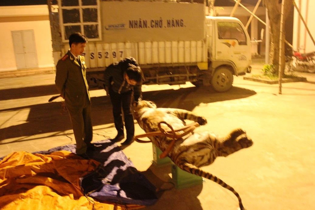 Thời gian trên, phòng PC49 nhận được tin báo của quần chúng có chiếc xe tải nghi vấn chở động vật quý hiếm đang lưu thông theo hướng Nam – Bắc. Ngay sau khi xác minh thông tin, đơn vị đã cử tổ công tác phối hợp với trạm CSGT 5-1 tiến hành mật phục tại phường Quỳnh Thiện, TX Hoàng Mai.