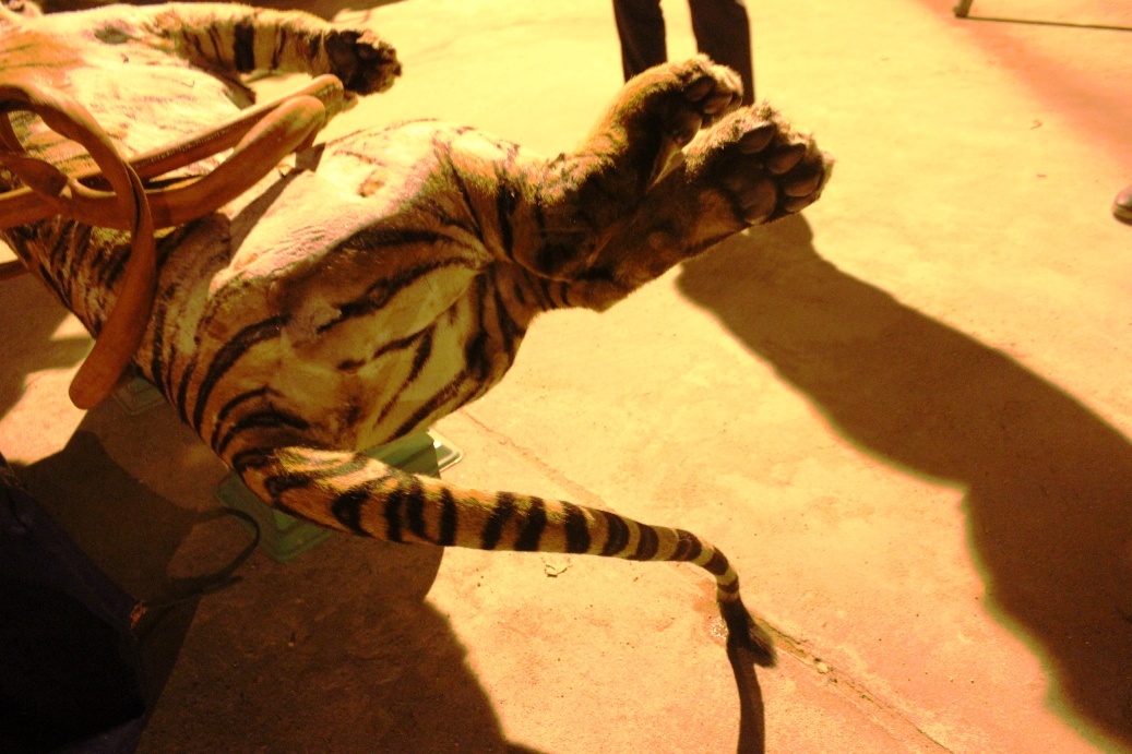 Phần đuôi của con hổ. Đây được xác định là cá thể hổ đã để đông lạnh