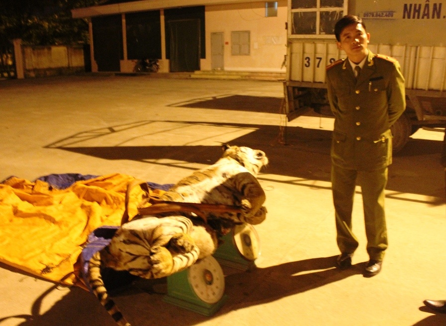 Khi chiếc xe tải này vừa đến thì lực lượng chức năng yêu cầu dừng xe để kiểm tra hành chính. Qua đó, phát hiện trên xe chở một cá thể hổ đã chết và được ướp đông lạnh. Lái xe Nguyễn Văn Lập không xuất tình được giấy tờ hợp lệ nên bị đưa về trụ sở công an để làm rõ.
