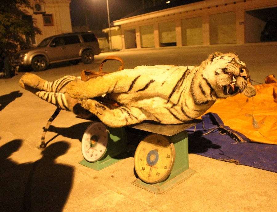 Cho chui con ho 120 kg voi gia 8 trieu dong hinh anh