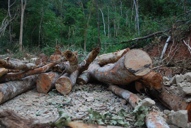 Mặc dù đã bị đình chỉ khai thác nhưng Tập đoàn Đức Long Gia Lai vẫn đưa máy móc, công nhân vào san ủi rừng, khai thác quặng trái phép.