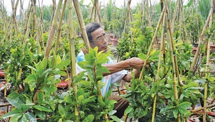 An ngu cung mai Tet hinh anh
