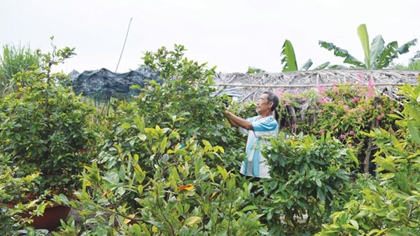 Ông Tám bận rộn với việc tạo dáng cho mai trong tháng giáp tết.