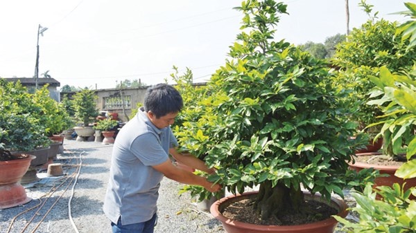 Anh Công chăm sóc cây mai có giá gần 200 triệu.