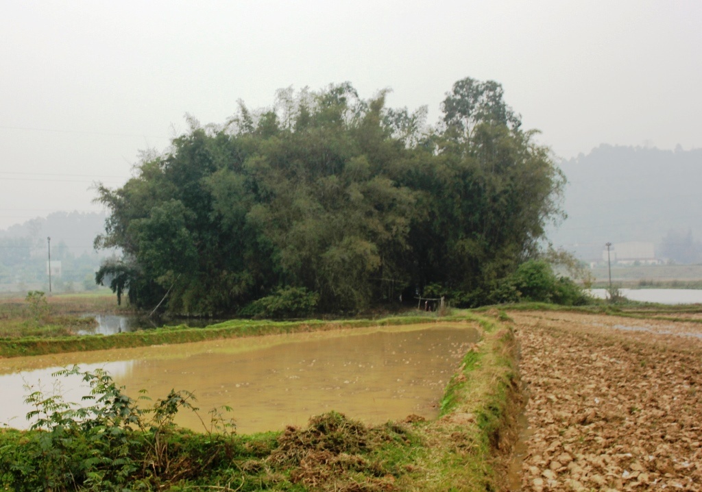 Ngôi nhà ông Đức nằm lọt thỏm giữa khóm tre nhìn từ phía ra.