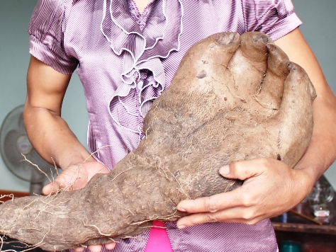 Vi sao cu khoai khong lo o Nghe An co hinh ban tay? hinh anh