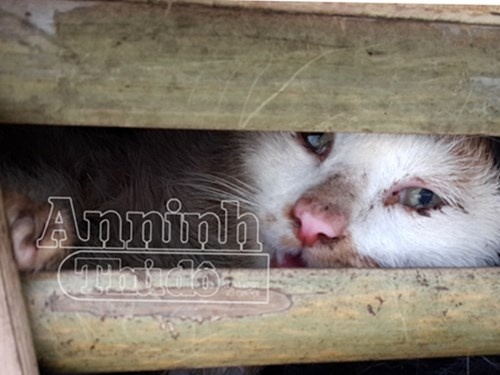 3 tan meo Trung Quoc nhap lau vao Ha Noi hinh anh