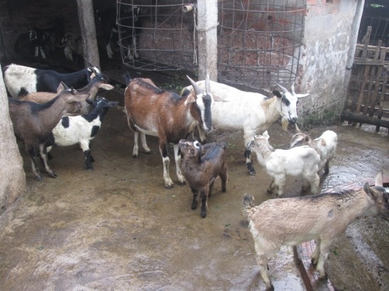 Uoc vong dau xuan cua lao nong nuoi 200 con de hinh anh