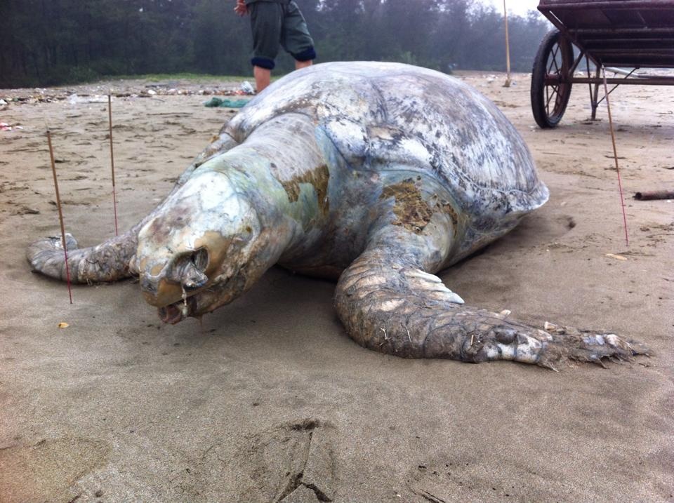 Xac rua bien nang hiem co dat vao bo hinh anh