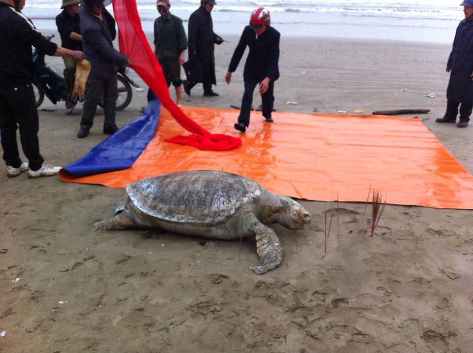 Người dân và chính quyền địa phương tố chức chôn cất con đồi mồi.