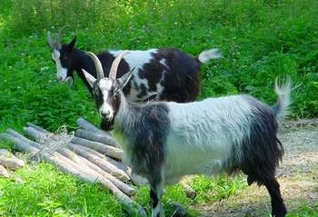 Chuyen 'ngoc duong' va 'than duoc' cho quy ong hinh anh