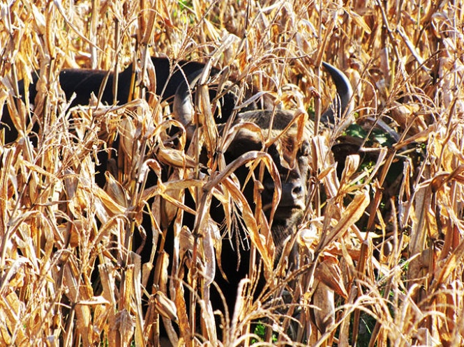 Con bò tót tại rẫy bắp của người dân (Ảnh chụp vào tháng 11-2014).