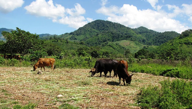 Bo tot duc duy nhat o Ninh Thuan da chet hinh anh