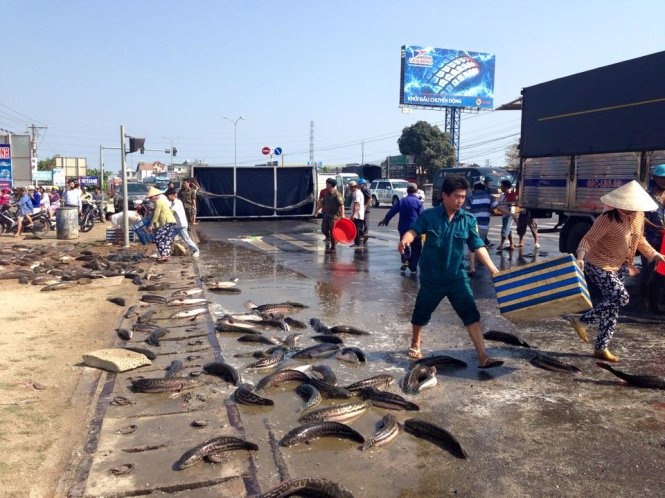 Lúc này trên xe chở khoảng 3, 4 tấn cá lóc sống đựng trong các thùng nước. 
