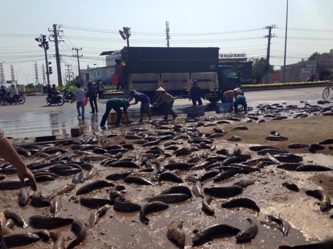 Nguoi dan giup tai xe gom 4 tan ca loc tren duong hinh anh