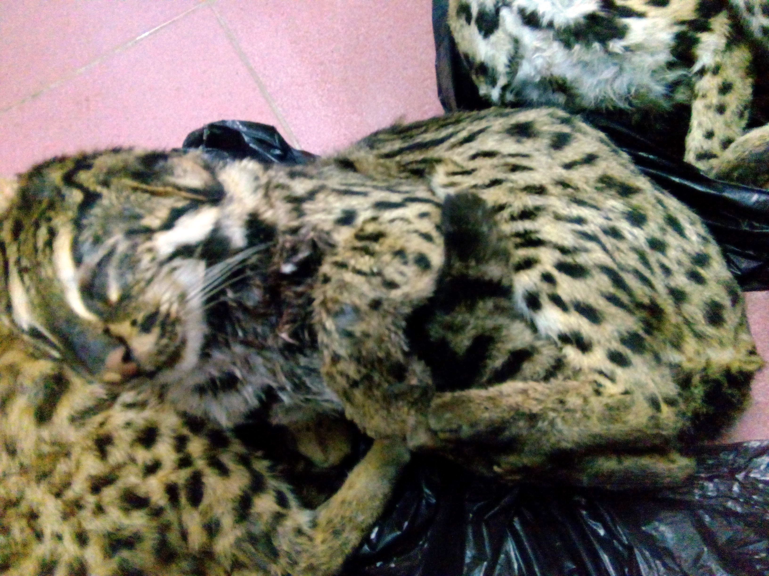 Tam giu nguoi dua meo rung quy hiem vao thanh pho tieu thu hinh anh