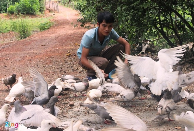 Trang trai bo cau, ga co bac ty cua cu nhan 26 tuoi hinh anh