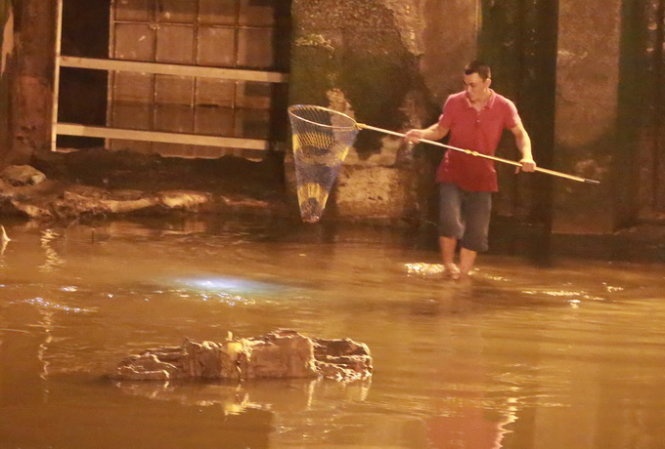 Nước kênh rút cạn, một thanh niên xuống lòng kênh dùng vợt vớt từng đàn cá.