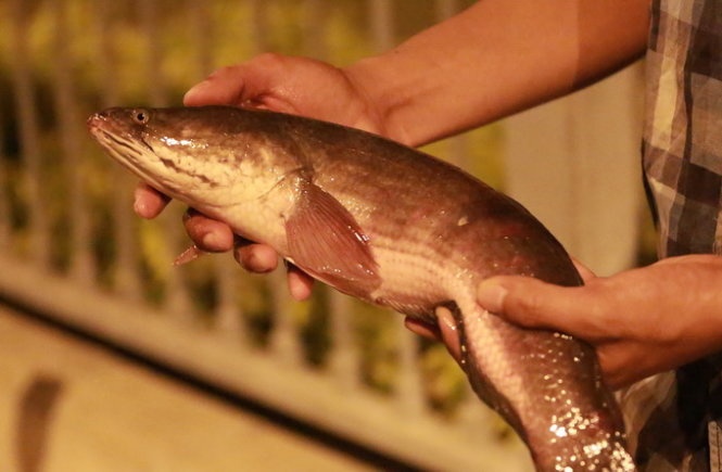 Chich dien, bua luoi tren kenh Nhieu Loc luc nua dem hinh anh