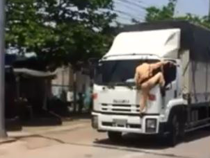 CSGT treo len dau xe tai yeu cau tai xe xuong lam viec hinh anh