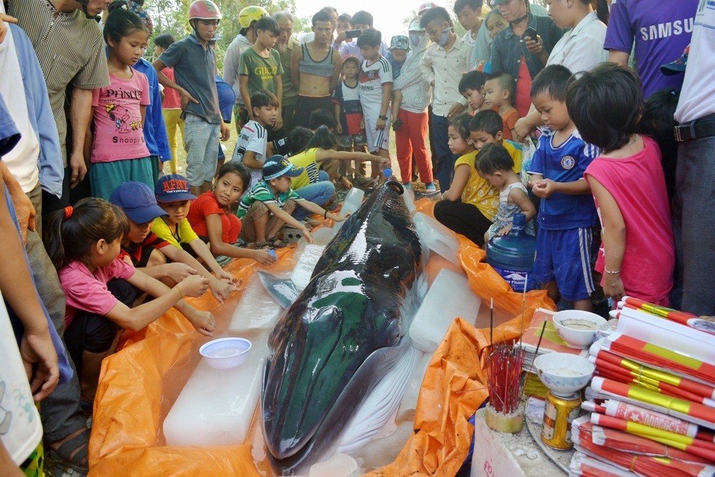 Ca voi xanh nang 6 ta dat vao bo bien hinh anh