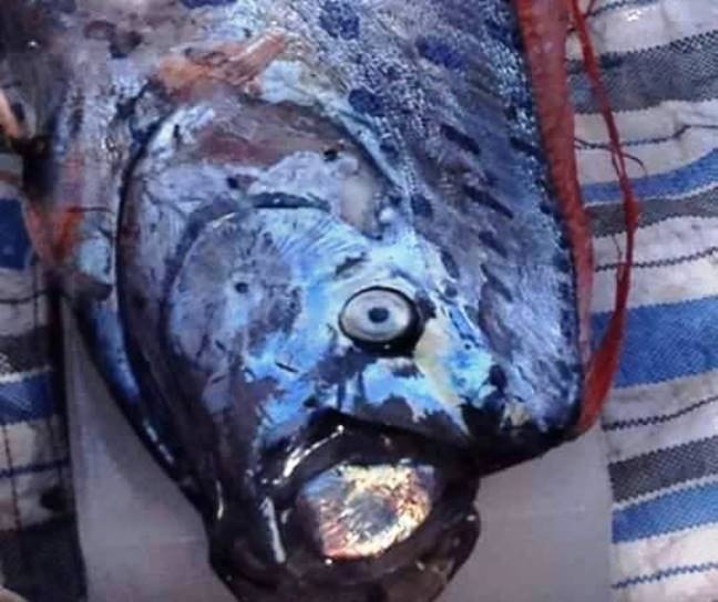 Ca mai cheo dai 3 m dat vao bo bien Thanh Hoa hinh anh