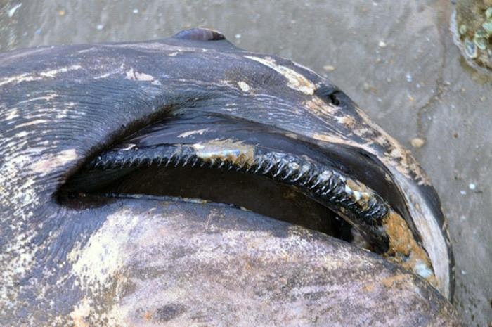 Nguoi dan xe thit 'thuy quai' 1 tan mac can hinh anh