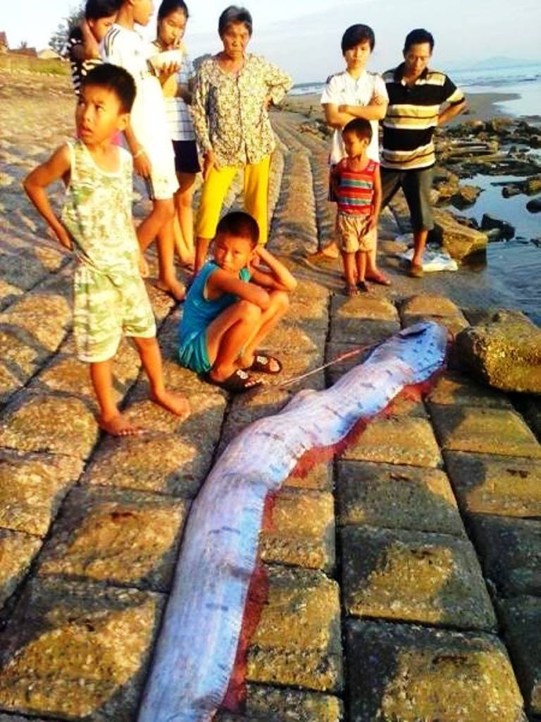 Xác con cá mái chèo được người dân hà Tĩnh phát hiện dạt vào bờ biển. Ảnh: Do người dân cung cấp.