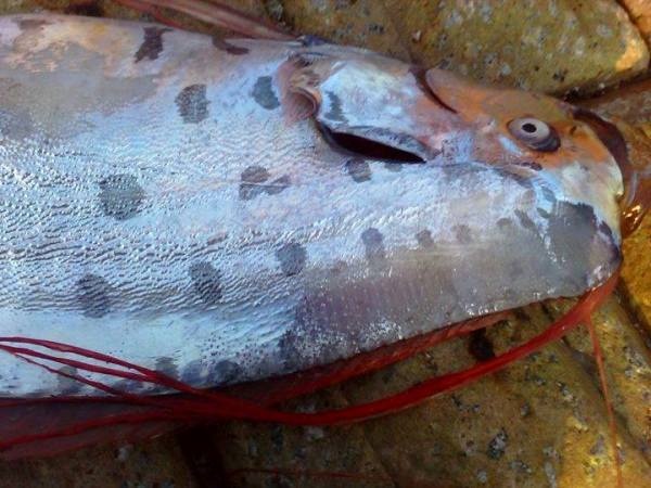 'Ca dong dat' dai 3,5 m troi dat vao bo bien Ha Tinh hinh anh