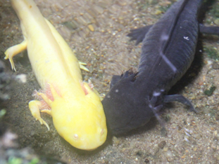 Ky giong 4 chan 6 sung xuat hien tai Lam Dong hinh anh