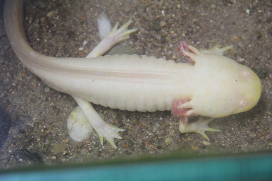 Điểm đặc biệt là có 6 sừng 2 bên đầu.