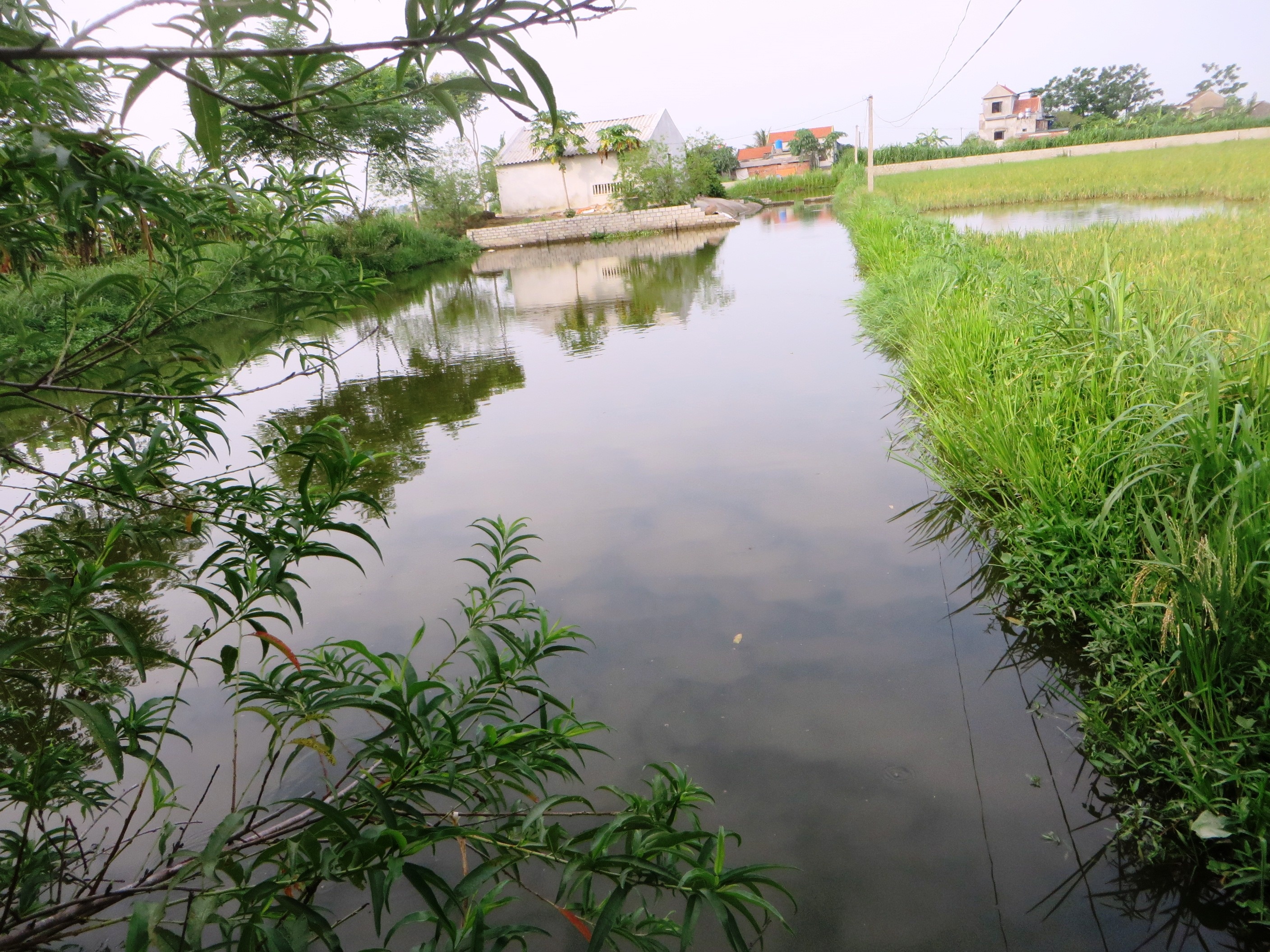 Ba ngat lim khi thay 3 chau bi duoi nuoc tu vong hinh anh
