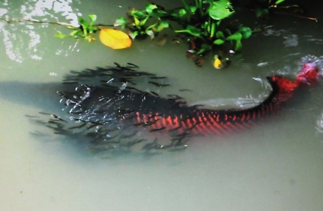 Ca hai tuong sinh hang tram con o Tay Ninh hinh anh