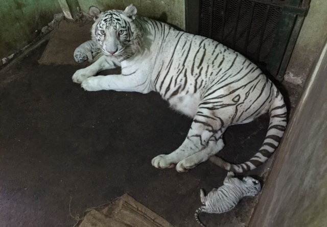 Hổ con có lông màu trắng kem, trên mình có vằn đen giống hổ bố và hổ mẹ.