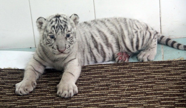 Ho trang quy hiem de con o Thao cam vien Sai Gon hinh anh