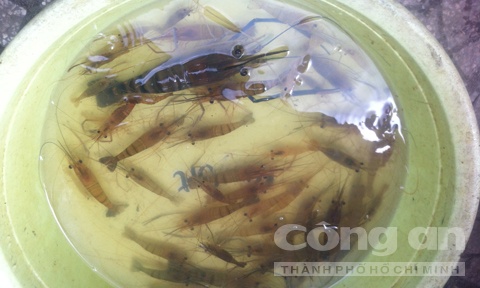 Những con tôm được anh đánh bắt lên bờ.