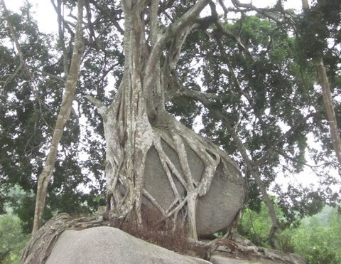 Cay sanh 'doc nhat vo nhi' tro thanh cay di san Viet Nam hinh anh