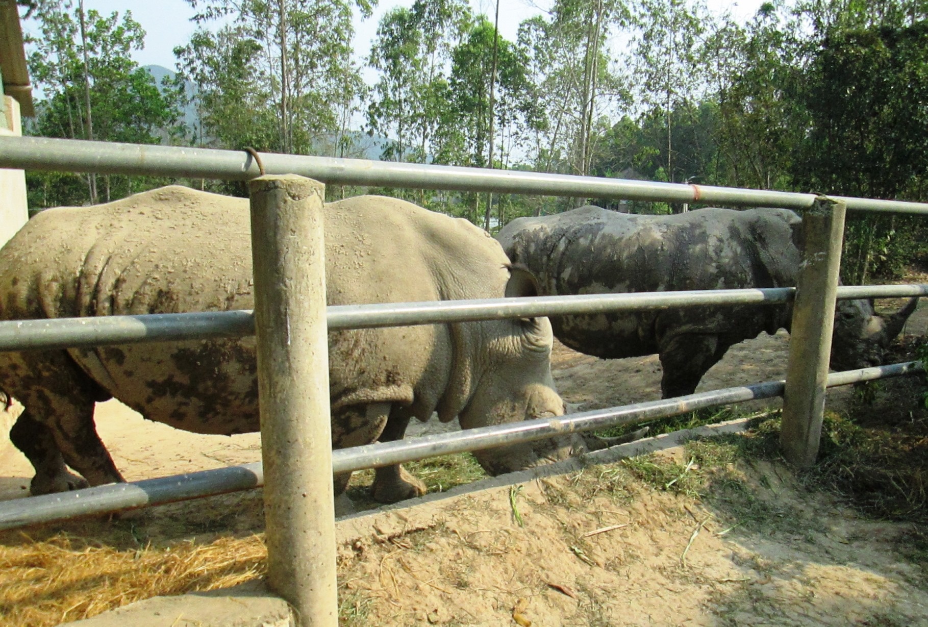 Cặp tê giác đang được chăm sóc tại Khu sinh thái Trại Bò,
