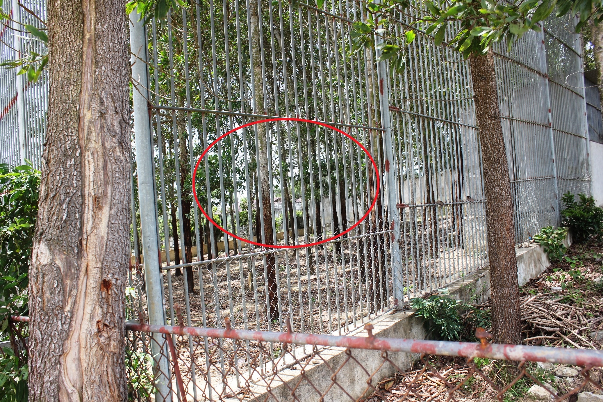 Tuy nhiên, do không được hướng dẫn, trong lúc ngồi nghỉ, chị Yến tò mò nên đã đi vào khu vực cấm này rồi trèo lên tường rào, thò tay vào bên trong để chụp ảnh con hổ (vòng tròn đỏ). Bất ngờ, một con hổ phát hiện đã lao tới vồ lấy và cắn đứt cánh tay của du khách này.