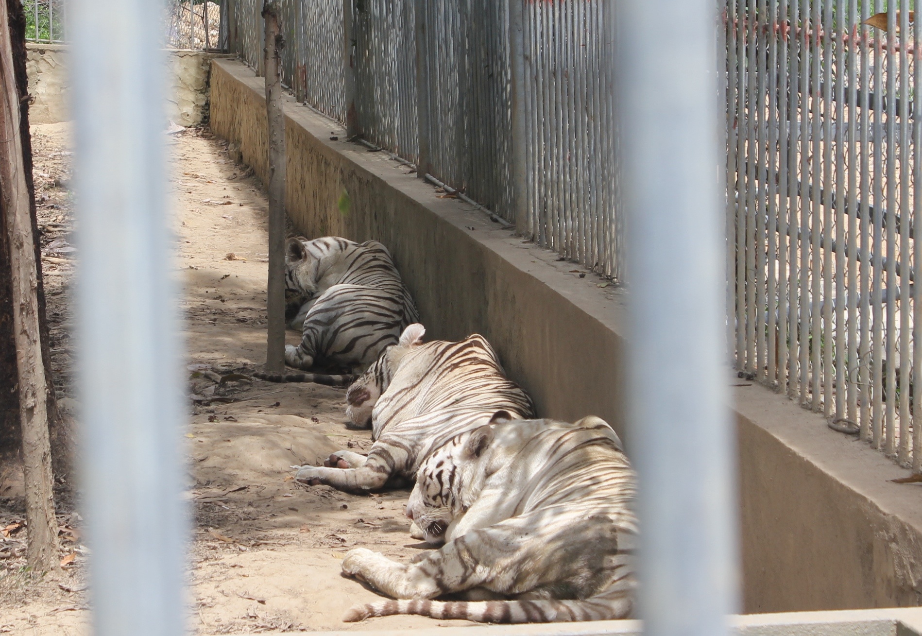 Hổ trắng nuôi trong khu chuồng của Khu du lịch sinh thái Trại Bò. Ảnh: Phạm Hòa.