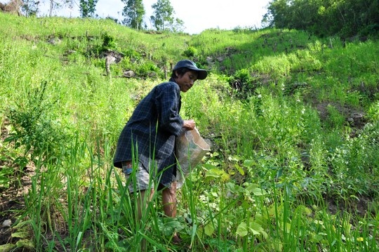 Theo chân anh Hồ Văn Lang vào rừng chúng tôi mới chứng kiến sự nhanh nhẹn khi anh đi trên những ngọn đồi dốc dựng đứng thoăn thoắt, trèo lên những tán cây rừng như con sóc hay đặt những chiếc bẫy thú thông thạo giữa núi rừng hoang sơ.