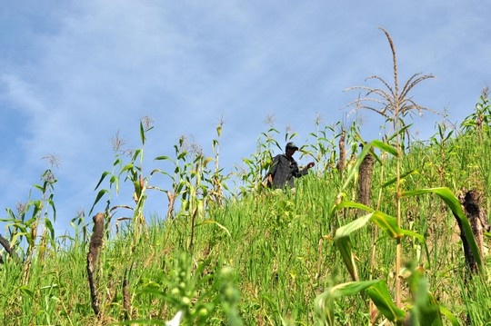 Khu rẫy của gia đình