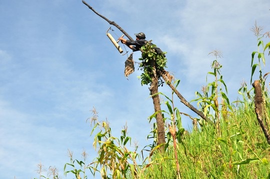 Trong khu rẫy, anh Hồ Văn Lang đặt những bẫy thú, bẫy chim... Trong ảnh anh Hồ Văn Lang đang chỉnh lại bẫy chim do anh làm ra.