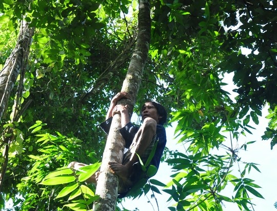 Anh Lang thoăn thoắt trên những đọt cây cao vút giữa núi rừng.