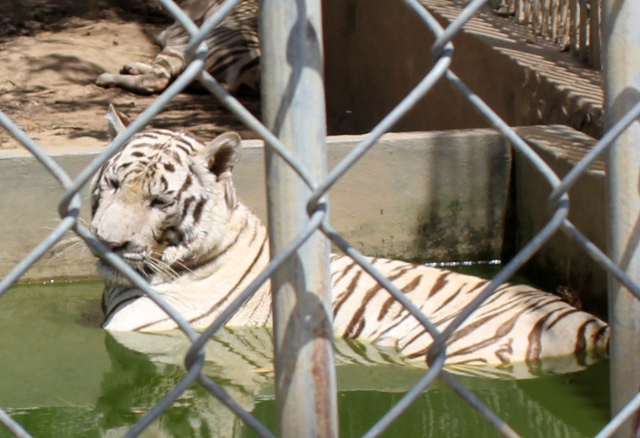 Uan khuc quanh vu co gai bi ho vo dut canh tay hinh anh