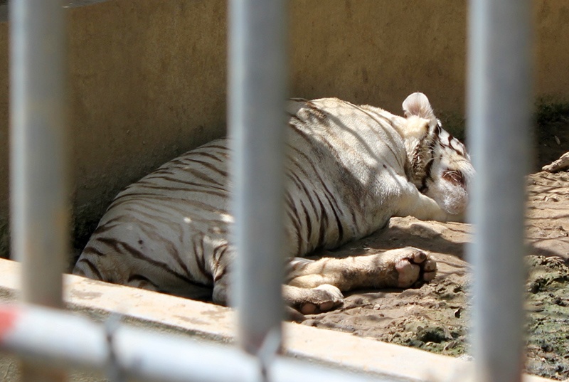 Noi ho vo cut tay co gai hoat dong du lich chui hinh anh