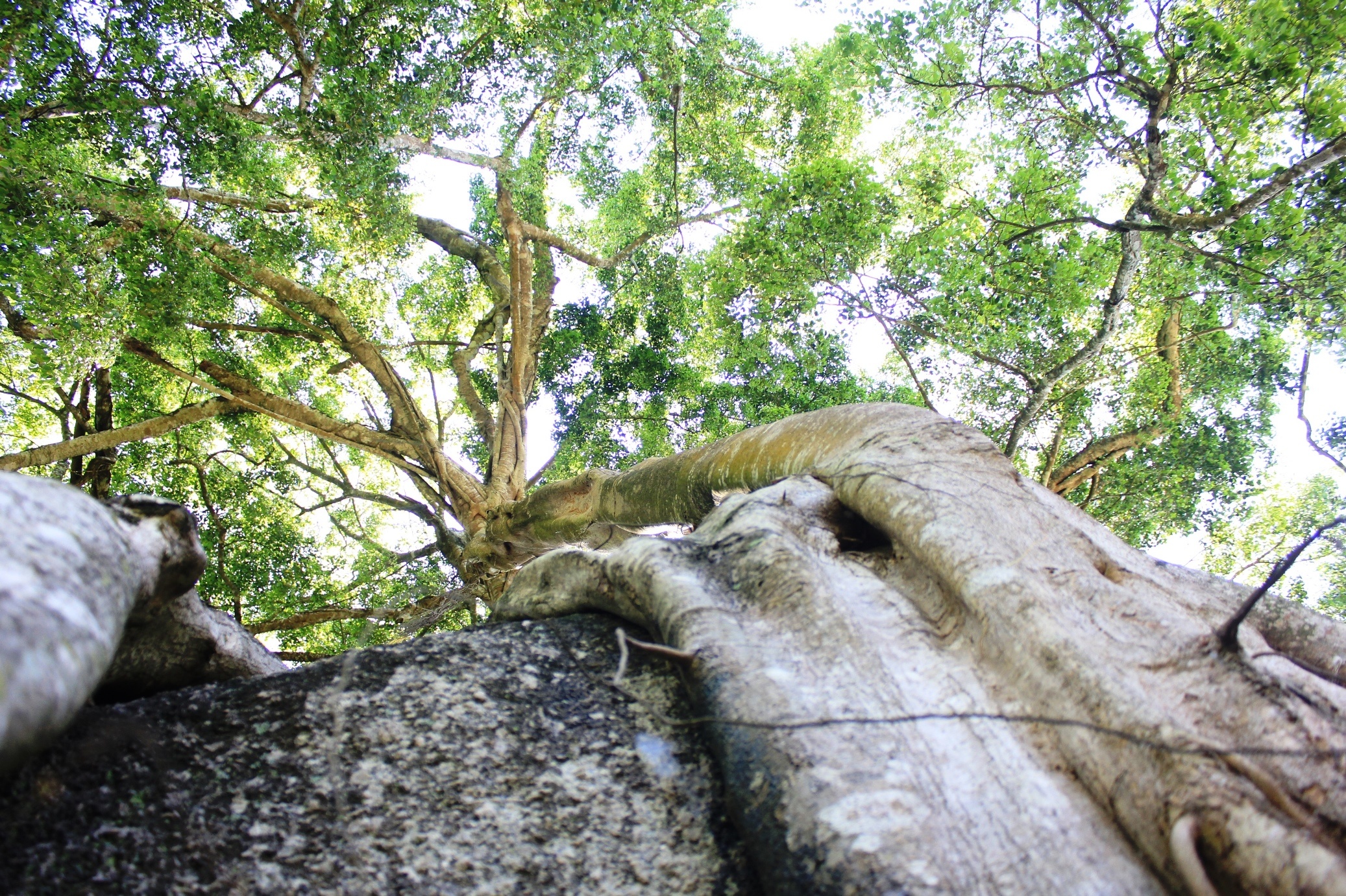 Nhiều rễ cây to bám chặt lấy hòn đá rồi đâm xuống đất. 