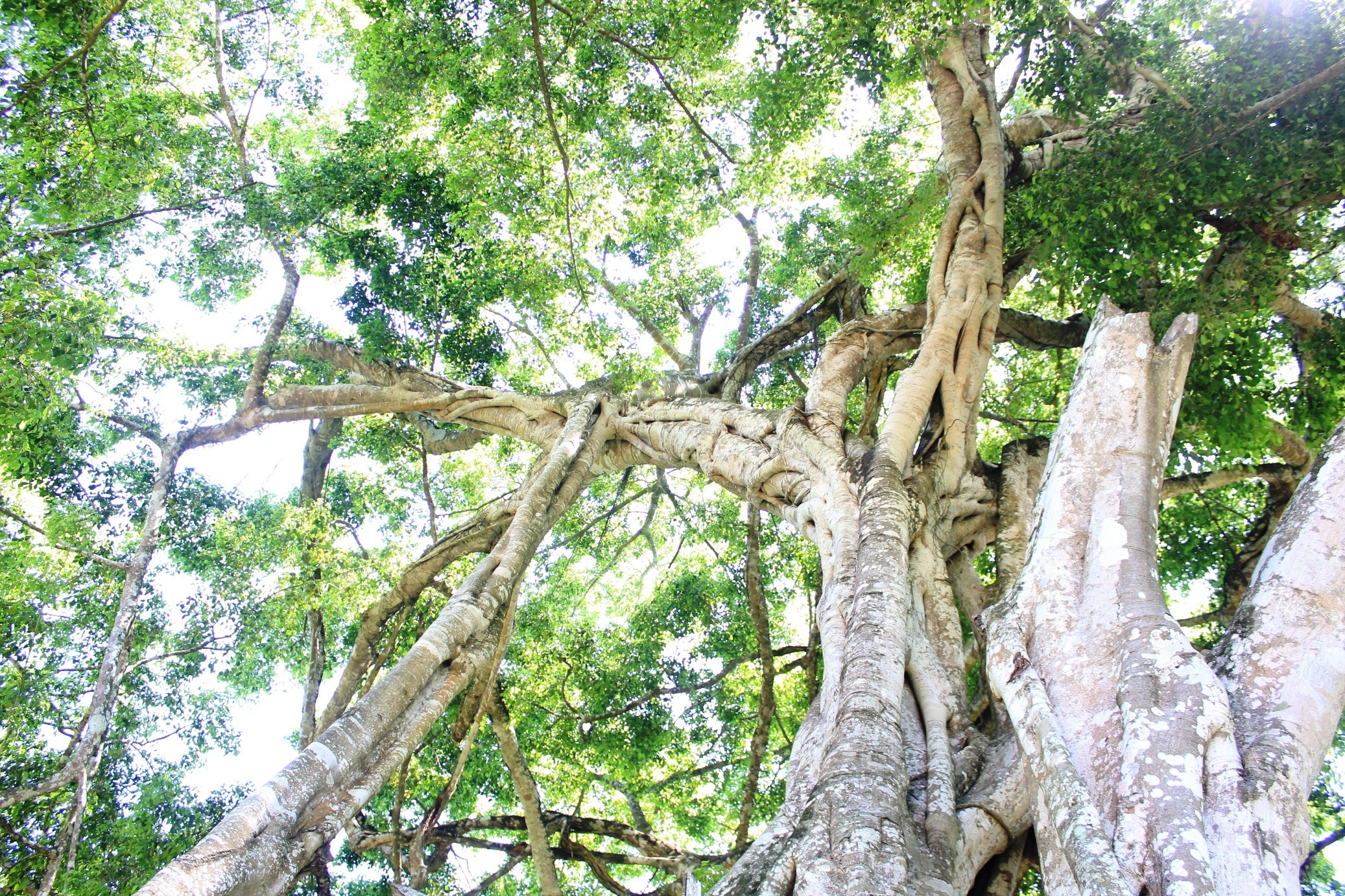 Thân cây chằng chịt những nhánh cây quấn lấy nhau. Nhiều cành dây bị người dân chặt bỏ không phát triển được nữa.