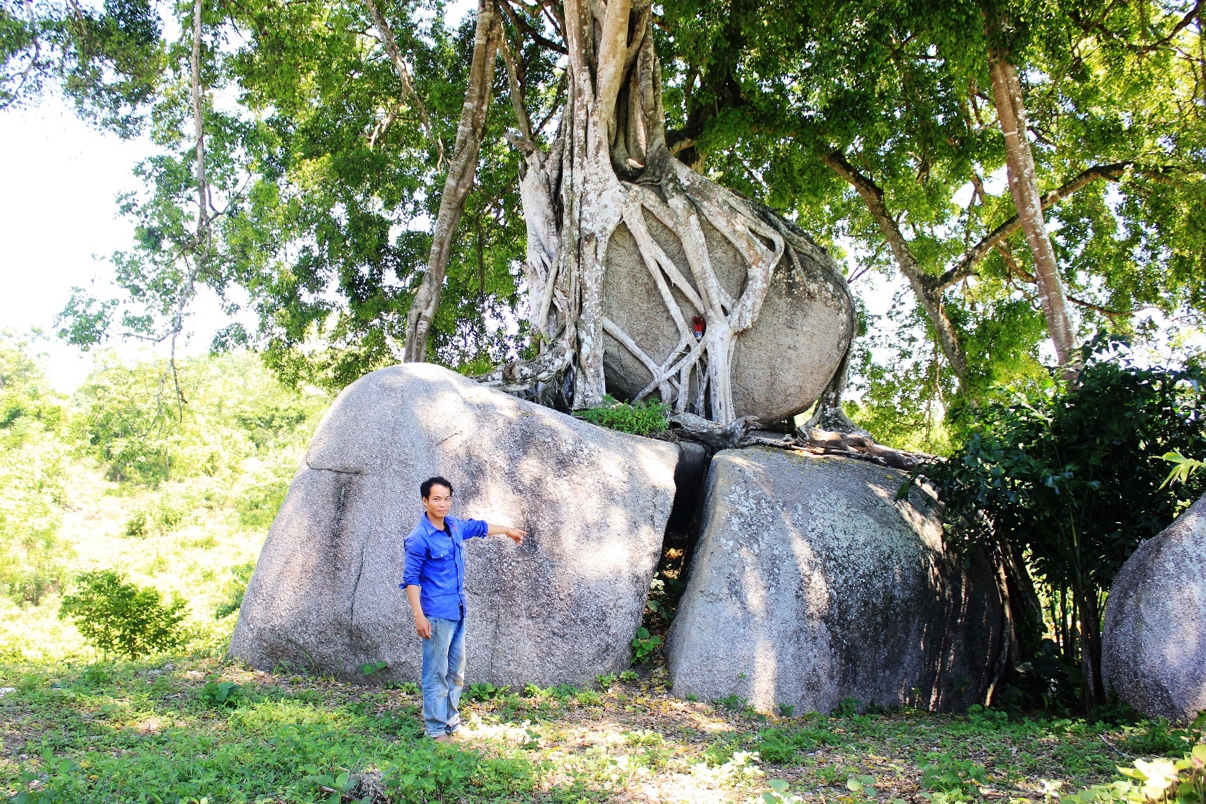 Sau khi được phát hiện, nhiều người săn cây cảnh đã tìm đến để mua cây sanh này nhưng người dân ở đây không bán. Thậm chí có người còn muốn mua cả mảnh đất để sở hữu cây sanh, tuy nhiên chủ nhân cũng không chịu mà xem đó là báu vật của làng. 